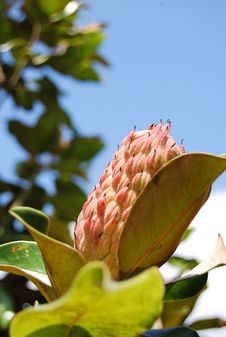 Magnolia Blossom Royalty Free Stock Image Magnolia Blossom Royalty Free Stock Image
