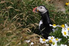 Atlantic Puffin In Front Of Nest Entrance Royalty Free Stock Photos Atlantic Puffin In Front Of Nest Entrance Royalty Free Stock Photos