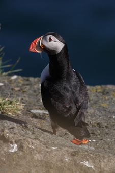 Atlantic Puffin On Cliff Edge Stock Images