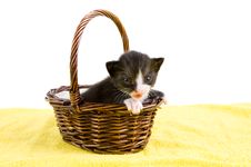 Two Weeks Old Black Kitten In A Basket Royalty Free Stock Image Two Weeks Old Black Kitten In A Basket Royalty Free Stock Image