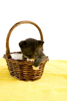 Two Weeks Old Black Kitten In A Basket Stock Image Two Weeks Old Black Kitten In A Basket Stock Image