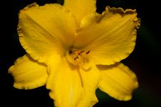 Yellow Vibrant Flower Stock Photos Yellow Vibrant Flower Stock Photos