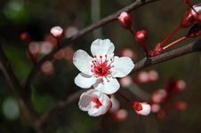 Flowering Cherry Tree Stock Photos Flowering Cherry Tree Stock Photos