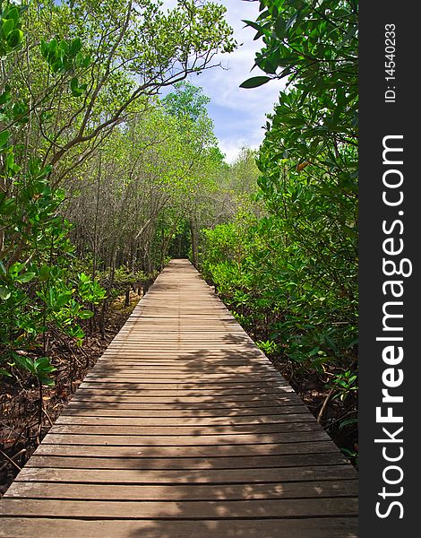 Walkway In Mangrove Forest, Thailand