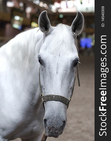 White horse in thailand dome