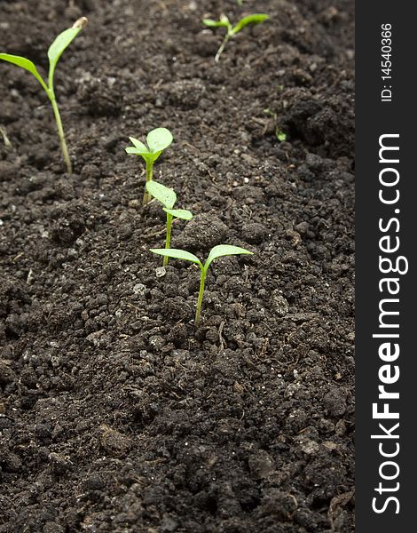 Germinating parsley in a box