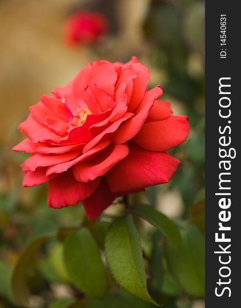 Beautiful red rose on the natural background.Shallow focus