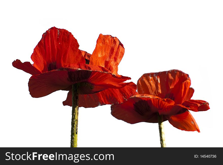 Poppies on a blue sky background