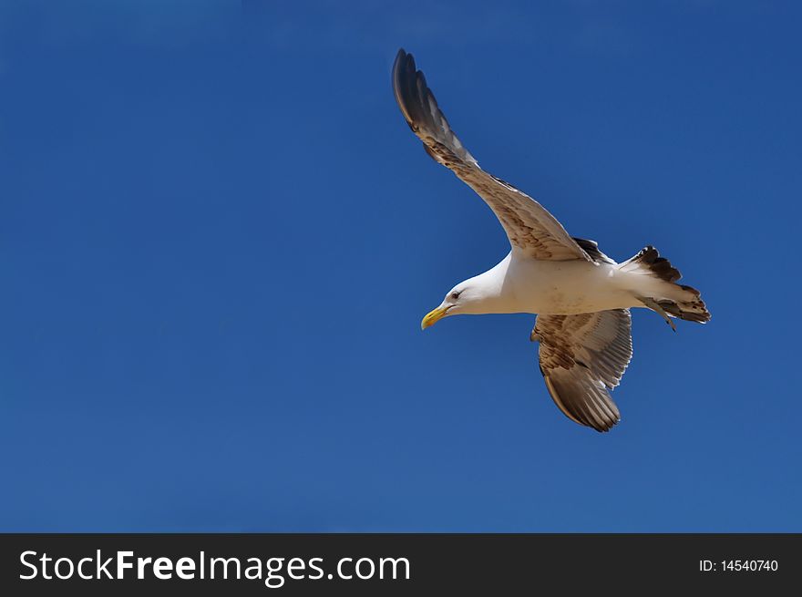 The Southern Back-Backed Gull (Larus dominicanus) is the largest sea gull in New Zealand with a wing span of 120 cm. A native New Zealand bird with a Maori name of Karoro. Also found in the Antarctic, South Africa, Southern Australia and South America. The Southern Back-Backed Gull (Larus dominicanus) is the largest sea gull in New Zealand with a wing span of 120 cm. A native New Zealand bird with a Maori name of Karoro. Also found in the Antarctic, South Africa, Southern Australia and South America.