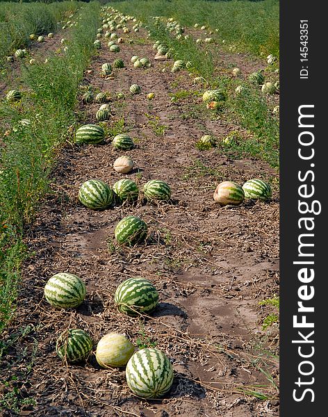 Ripe water-melons on a water-melon field