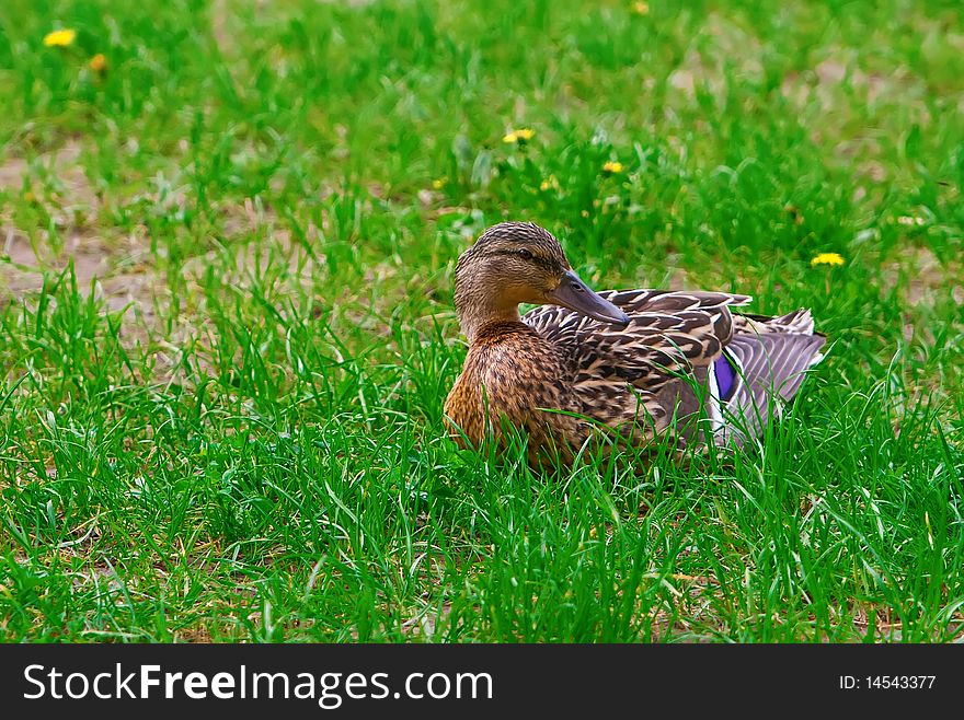 Beautiful brown duck on a green grass