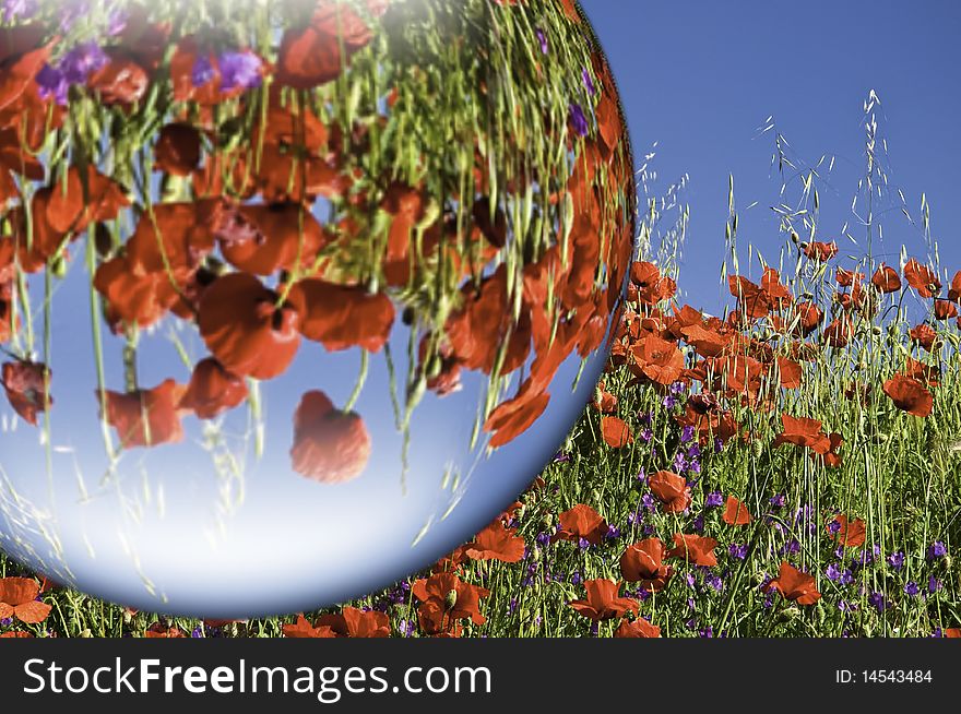 This image shows a field of poppies, with drops of water, very spherical, reflecting the poppy field