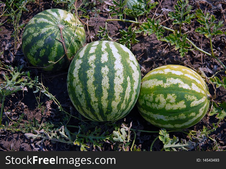 Ripe water-melons on a water-melon field