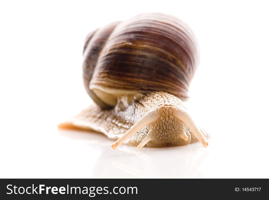 Snail. animal isolated on the white background