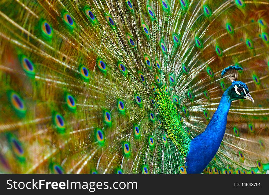 Male Peacock displaying his beauty. Male Peacock displaying his beauty