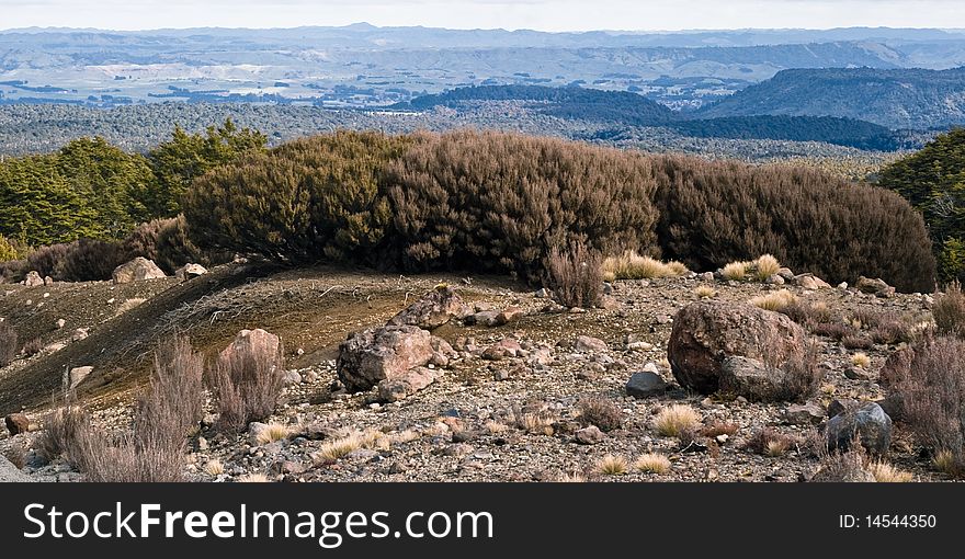 Shrubs on the hill, Mt Ruapehu, New Zealand