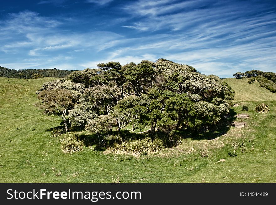 Forest, Golden Bay, New Zealand