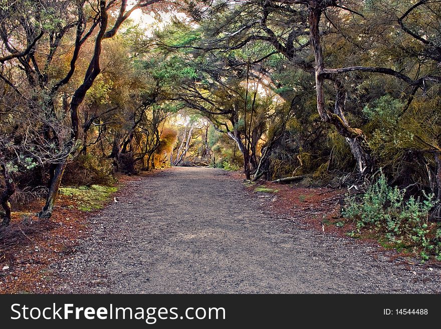 Park alley covered by trees