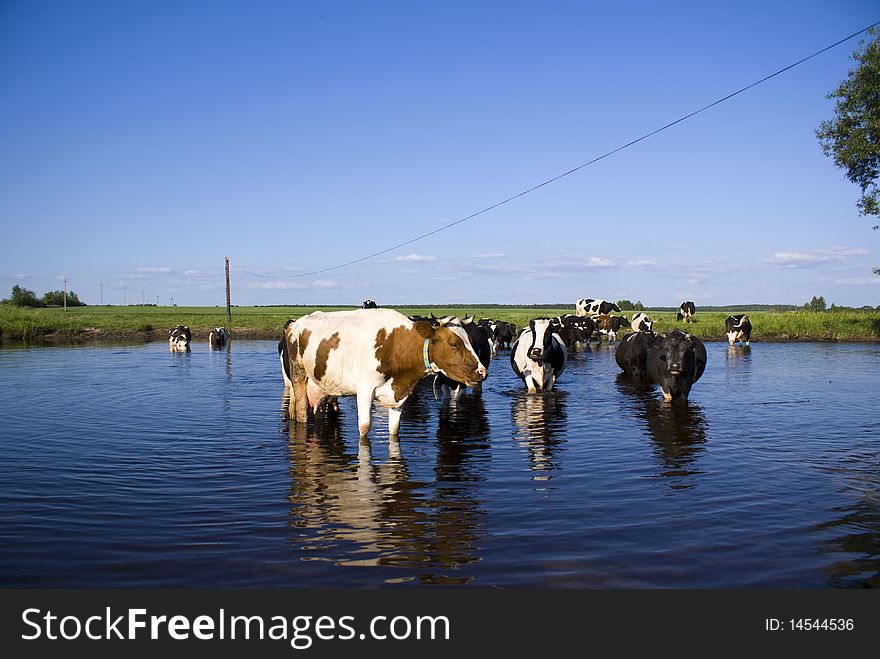 Cows stand in the river, water