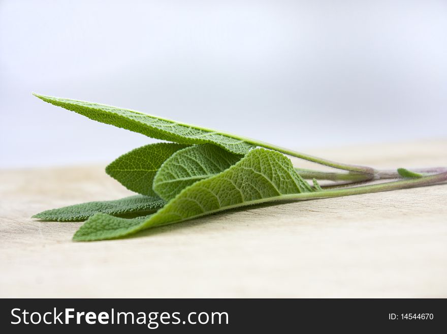 Studio macro shot of a piece of sage