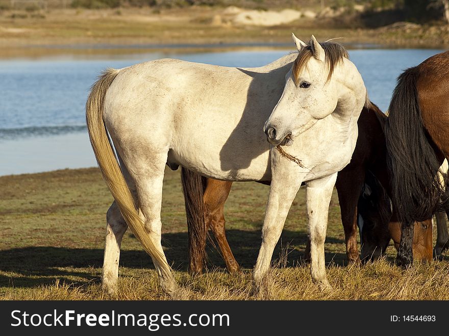 Brown And White Horses