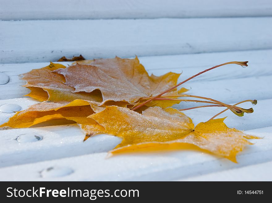 Frozen Maple Leafes