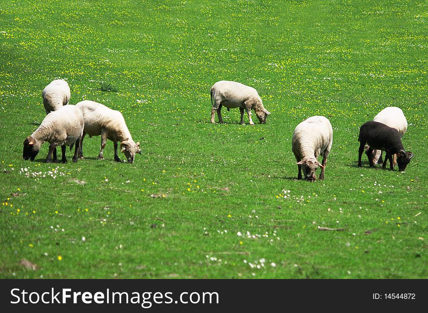 Sheep On A A Pasture