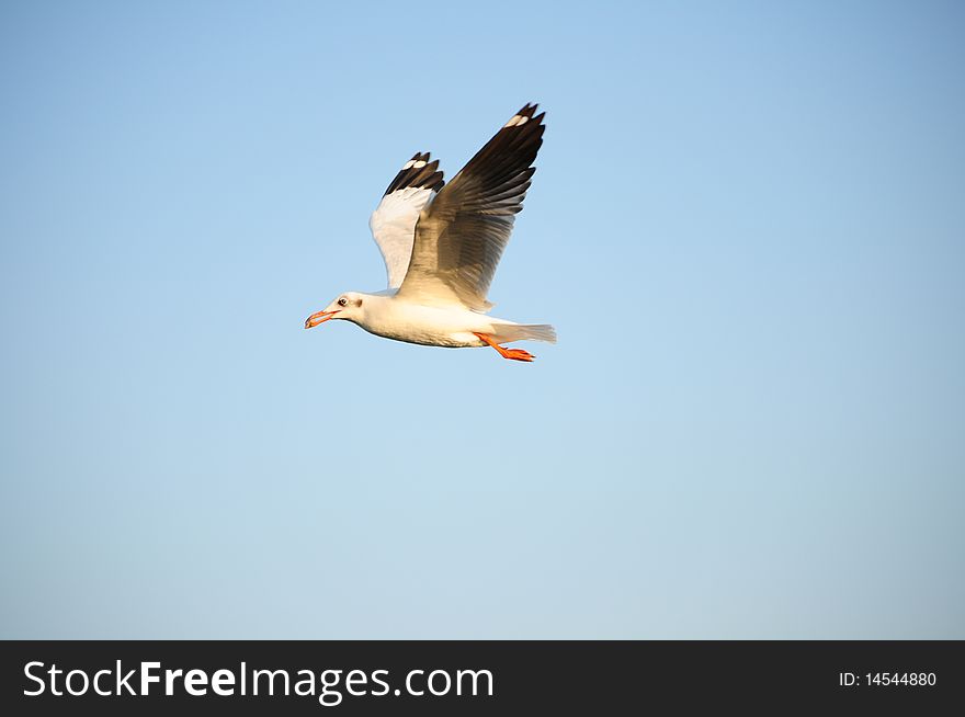 Seagull. powerful and free, flying against a clear blue sky.