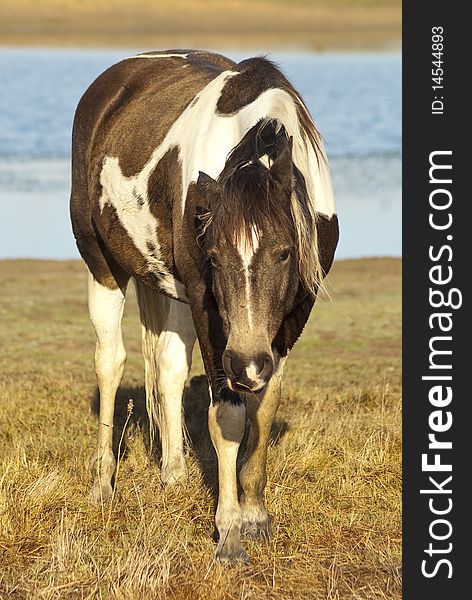 A brown and white horse grazing, with water in the background. A brown and white horse grazing, with water in the background