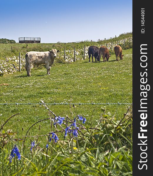 Farm cows and cattle grazing in daisy meadow. Farm cows and cattle grazing in daisy meadow