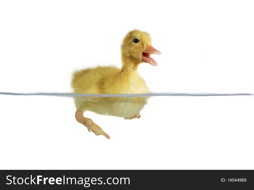 Swimming nestling of duck on white background