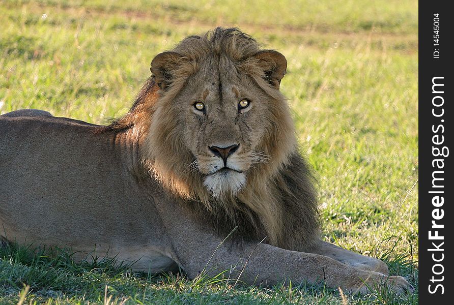 Face on shot of Male Lion. Face on shot of Male Lion