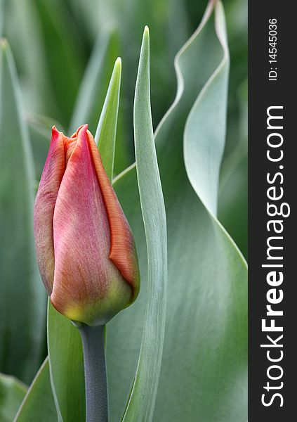 Red tulip relating to green leaves