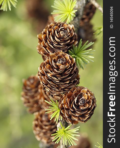 European Larch foliage and cones