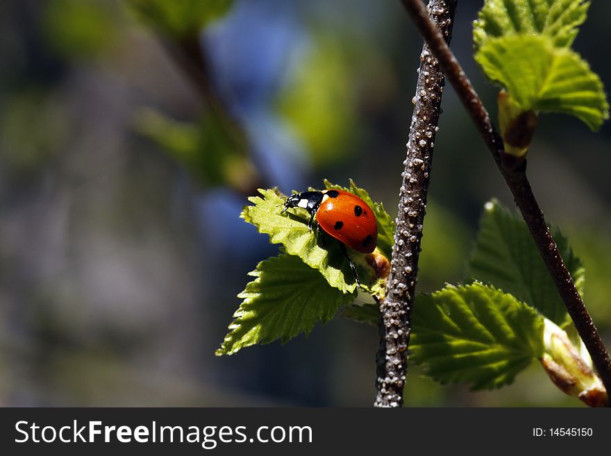 Ladybird on the green leaf