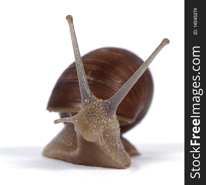 Edible snails