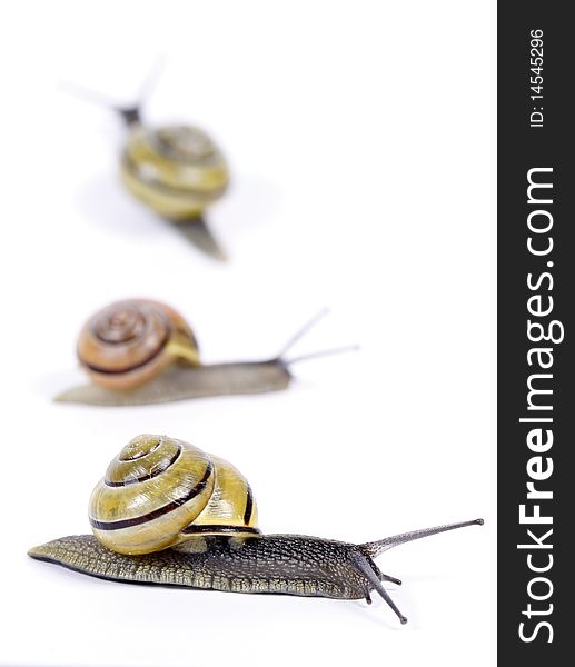 White-lipped  snails on the white background. White-lipped  snails on the white background
