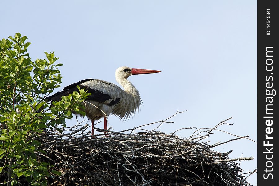 Big stork standing in the nest