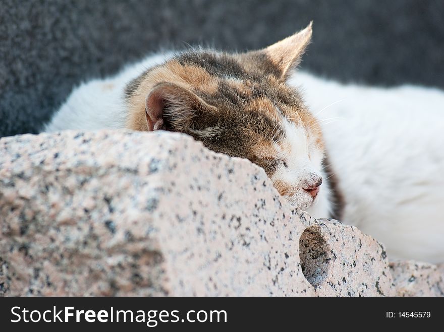 Cat that he/she sleeps on plates of marble