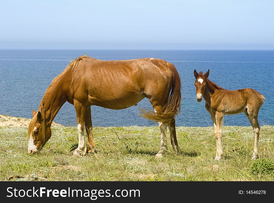 Horses grazing in front of the sea. Crimea. Ukraine