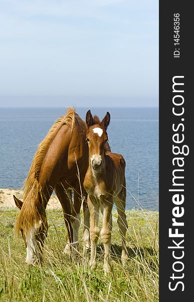 Mare and foal in front of the sea. Mare and foal in front of the sea.