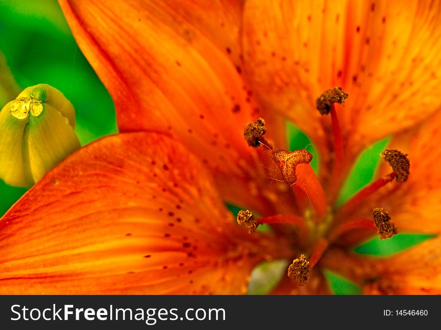 Orange asian lily  (lilium) close-up