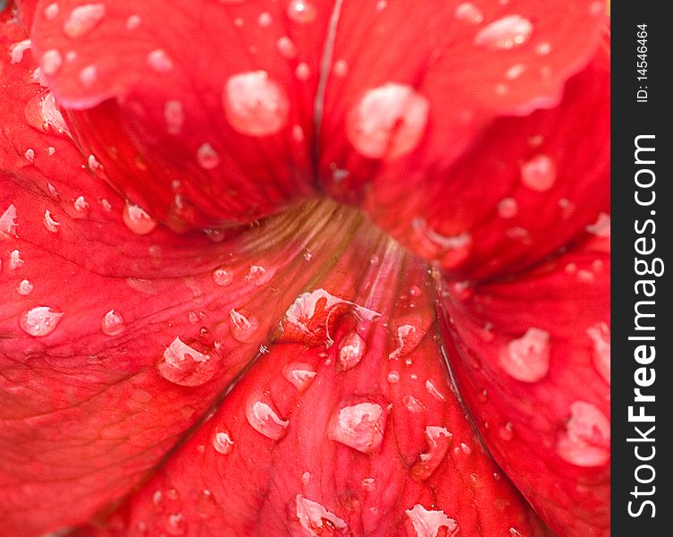 Closeup of red flower with water drops. Closeup of red flower with water drops