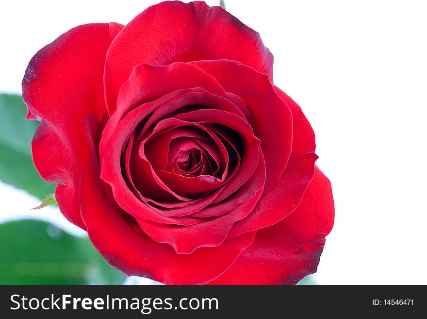 Close up of clean bright red rose on white background