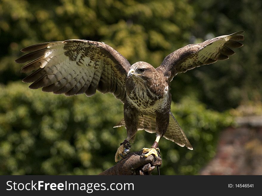 A buzzard taking glove and displaying it's wings.