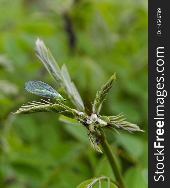 The winged insect sits on a plant about a plant louse