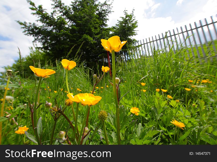 Yellow wild flowers in a home garden