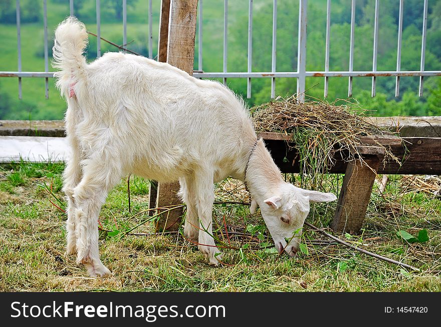 White little goat in farm