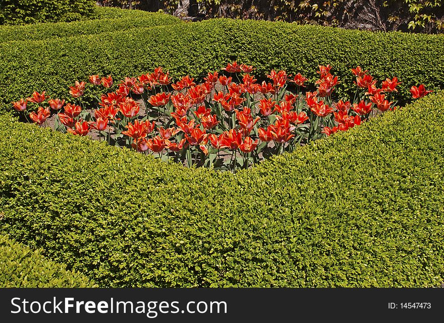 Tulip flowers surrounded by a formal hedge. Tulip flowers surrounded by a formal hedge