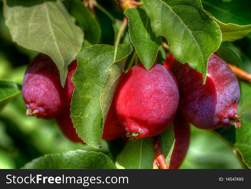 Clusters of ripe, red crab apples on green leafy branch.